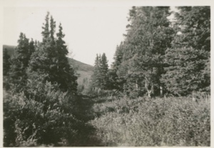 Image: Wooded vista